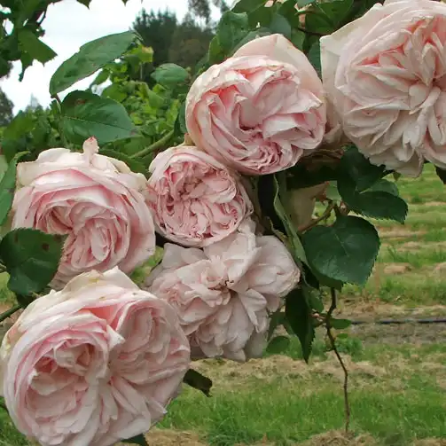 Franța, 1843 - Trandafiri - Souvenir de la Malmaison - 